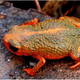 Illustration for article titled Scientists Discover New Type Of Adorable Little Frog, World Rejoices
